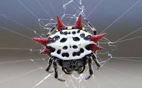 Toute l'actualité en direct, l'info en continu en france, dans les. Une Nouvelle Espece D Araignee Qui Ronge Les Chairs