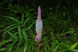 Image result for Uraria picta