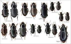  Pin By Peter Cs On Carabids Insects Arachnids Fauna