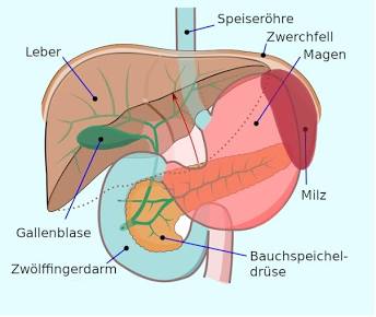 Anatomische Lage der Milz im Oberbauch, AI generated