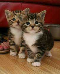 Pin On Awww Kitty Kitty