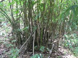 Image result for Oxytenanthera abyssinica