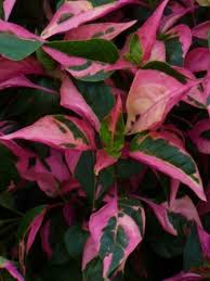 Angelonia, sunpatien, rex begonia, altenanthera, setcreasea, and dichondra 'silver falls'. Party Time Alternanthera Joseph S Coat Parrot Leaf Tropical Plants Almost Eden