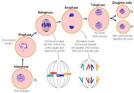 Prophase, metaphase, anaphase and telophase. Mitosis Biology Socratic