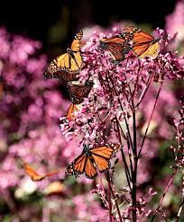 5 Santuarios De La Mariposa Monarca En Michoacan Y Estado De Mexico Mariposa Monarca Monarcas Papel Pintado De Mariposa