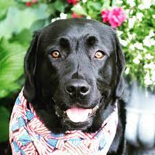 Pin On Labradors