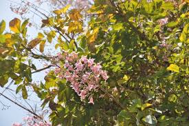 Image result for Stereospermum kunthianum