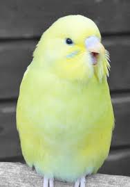 Young Parakeet 2 By Mitti707 On Deviantart Cute Birds Budgies Budgies Bird