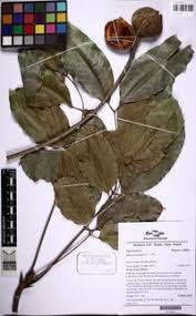 Image result for Khaya grandifoliola