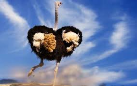 If an ostrich can run with its maximun speed for five hours, it means it would be running 45 miles per hour for five hours, giving it the maximun miles of 225 over 5 hours. Elastic Joints Help Ostriches Run Fast