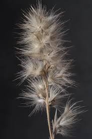 Image result for Enneapogon