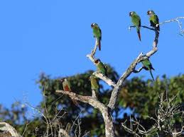 Image result for Pycreus permutatus