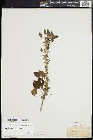 Image result for Diclis ovata