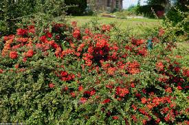 Image result for Pyracantha coccinea red column