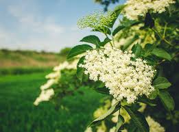 Most commonly, the flowers or berries of elder are employed for their healthful benefits. Elderflower Herbfacts