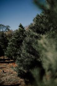 A wide variety of conifer trees options are available to you, such as subtropics. Nytimes Real Vs Artificial Christmas Trees What S The Greener Choice Department Of Forestry