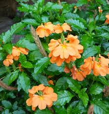 Image result for Crossandra pyrophila