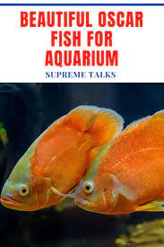 Colourful Oscar Fish For Aquarium Oscar Fish Fish Fish Breeding
