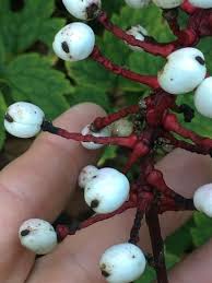 Image result for Pouchetia baumanniana