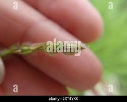 Image result for Alloteropsis semialata