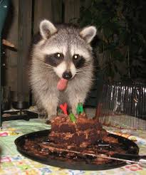 Raccoons may be trashcan scavengers, but that doesn't mean they're impervious to all food. Racooking Home Facebook