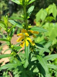 Image result for Heimia salicifolia