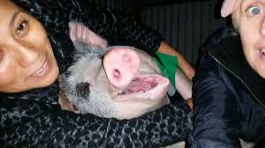 Family Moves To Farm Just So They Can Keep The Pig They Rescued