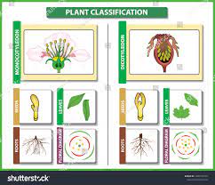 Plant Classification Monocots Vs Dicots Difference: стоковая векторная  графика (без лицензионных платежей), 1328110379 | Shutterstock