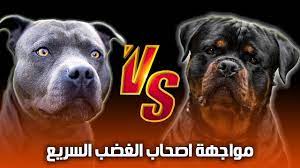 أشتري ده ولا ده🤔 كلب البيتبول ولا كلب الروت ويلار - YouTube