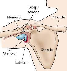 7 draw labelled diagram showing the relations of shoulder joint. Slap Tears Orthoinfo Aaos