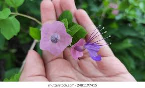 Image result for Karomia tettensis