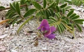 Image result for Tephrosia meisneri