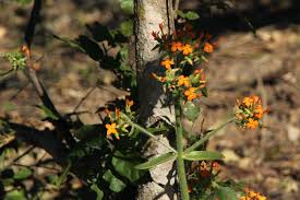 Image result for Kalanchoe lanceolata