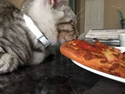 Cats should always be provided with cooked fish to minimise the risk of salmonella poisoning. 20 Cats Who Love Pizza More Than You Do