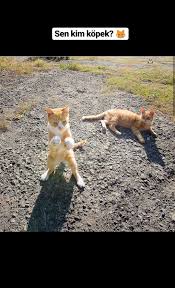 Pin On Cat