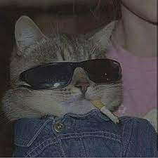 selin ile mood a dogru hayvan hayvan mizahi komik hayvan fotograflari
