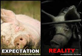 Expectation Vs Reality Factory Farms Peta Factory Farming Animal Activism Animal Agriculture