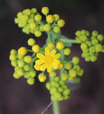 Image result for Cineraria mazoensis