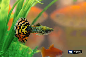 Hm half moon black copper betta fish size : The Guppy Characteristics Of The Coloured Fresh Water Fish