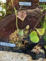 Image result for Utricularia tortilis