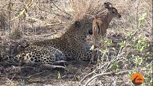 Video Shows Leopard Looking After Baby Antelope After It Lost Its Mother Daily Mail Online