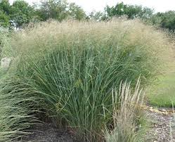 Image result for Panicum novemnerve