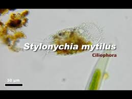 Image result for Styppeiochloa