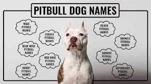 Check spelling or type a new query. Pitbull Names Unique And Tough Names For All Pitbull Types Petmoo
