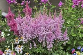 Does Astilbe Bloom All Summer Learn About Astilbe Plant
