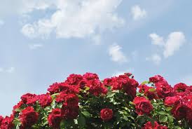 Out of his mouth a red, red rose! Flower On Red Sky Acrylic Painting Deshpandefoundationindia Org