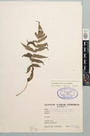Image result for Pneumatopteris unita