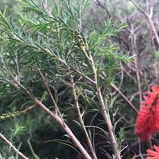 Image result for Melaleuca lateritia
