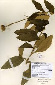 Image result for Vernonia guineensis