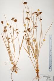 Image result for Fuirena pubescens